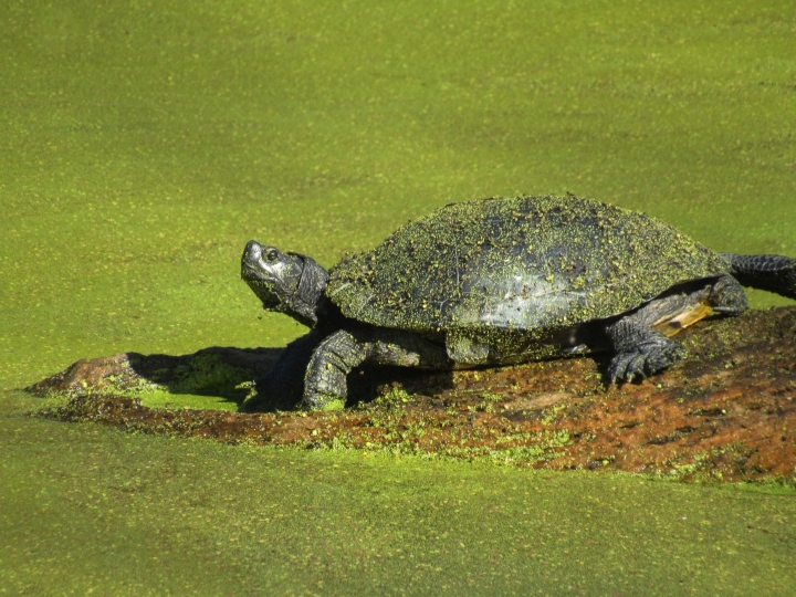Red-ear Slider